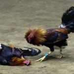 Đá gà Thomo – Những điều thú vị có thể bạn chưa biết 