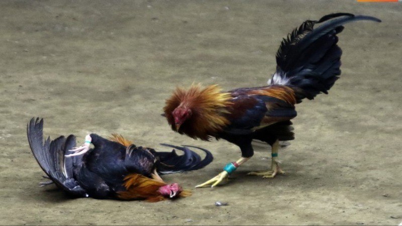 Phân định kết quả trong trận gà đá Thomo hôm nay