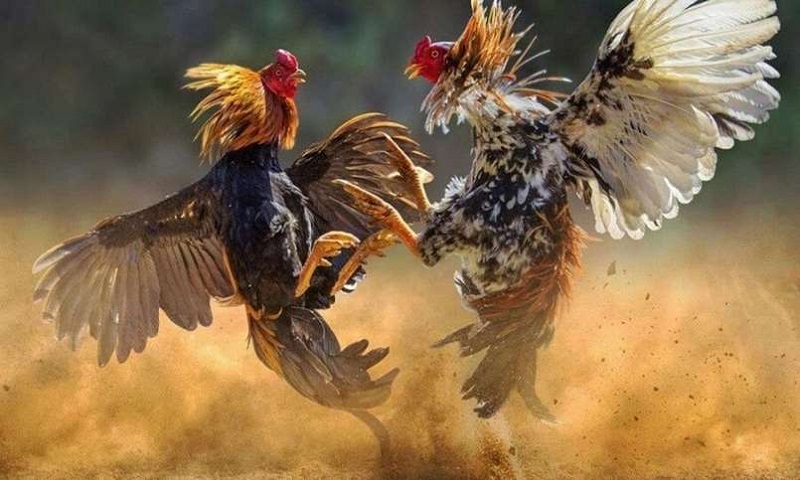 Hôm nay đá gà màu gì theo ngũ hành?