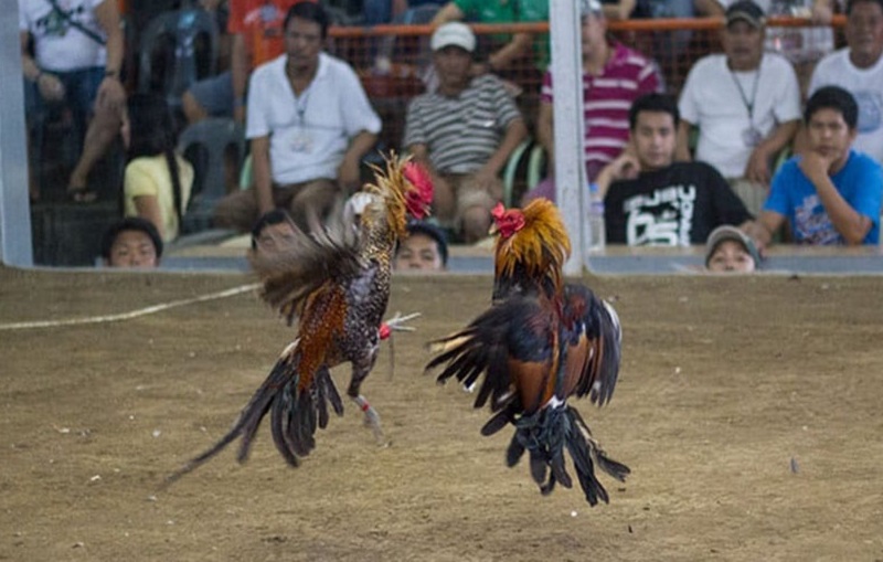 Hôm nay đá gà màu gì có thể dùng ngũ hành