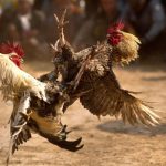 Hôm nay đá gà màu gì – Bảng màu gà hợp/khắc theo các ngày