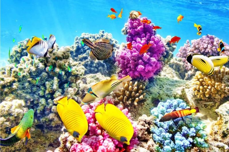 Nằm mơ thấy cá thường mang đến thông điệp thịnh vượng