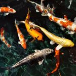 Nằm mơ thấy cá – Giải mã các cặp số và điềm báo đi kèm 