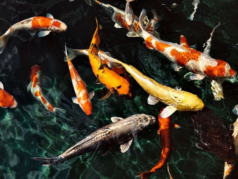 Điềm báo chi tiết khi mơ thấy cá khá đa dạng