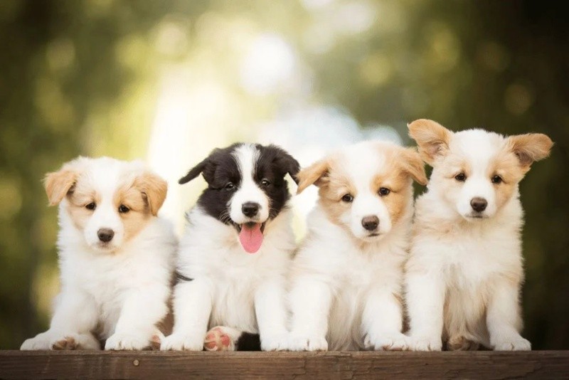  Những cặp số nên chọn trong chiêm bao về con chó