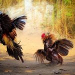 Xem đá gà Campuchia ở đâu có chất lượng hình ảnh Full HD?