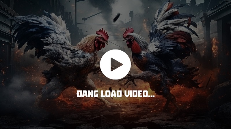 Bsport cung cấp đá gà với hình ảnh sắc nét
