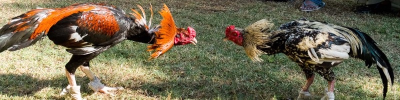 Đá gà Campuchia cực hấp dẫn